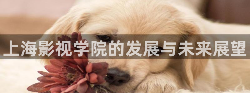 老湿影院黄：上海影视学院的发展与未来展望